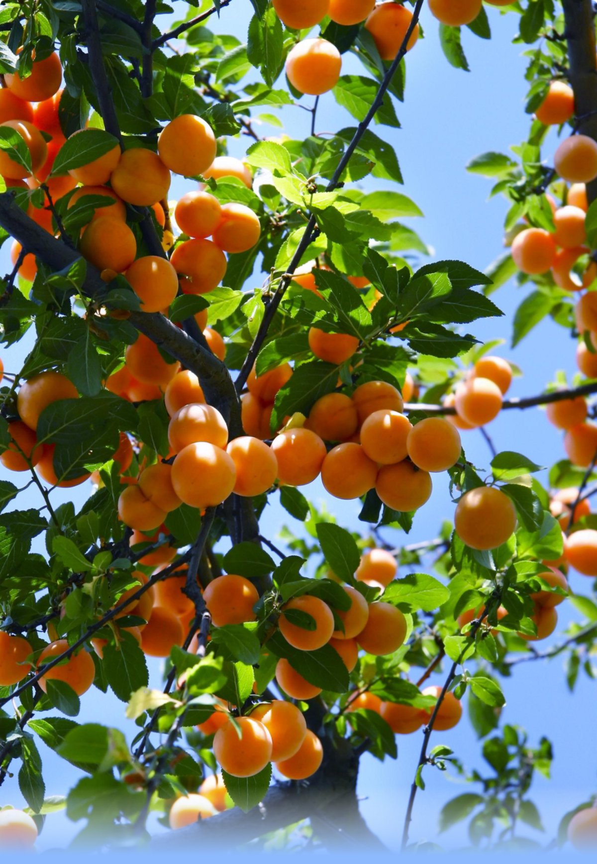 Moorpark Apricots